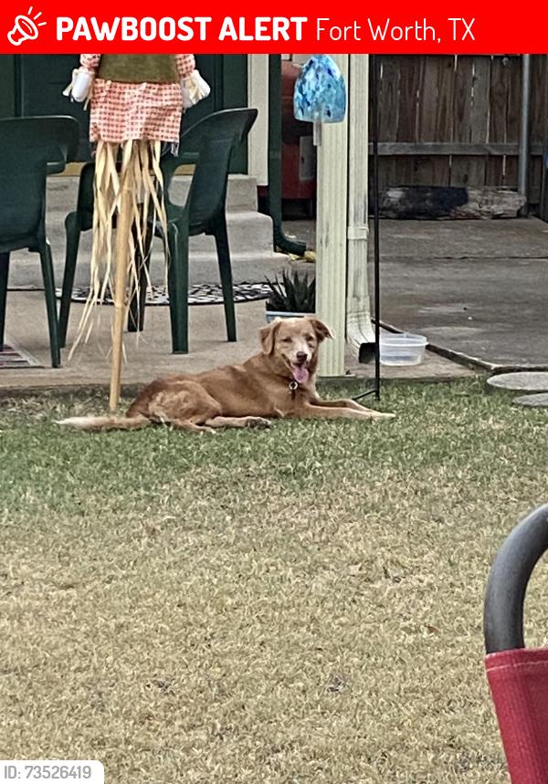 Lost Female Dog last seen Travis ave, Fort Worth, TX 76110