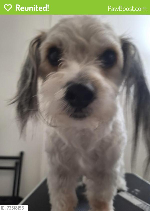 Reunited Male Dog last seen Cave creek and east tonto lane, Phoenix, AZ 85024