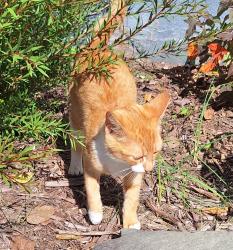 Found/Stray Unknown Cat last seen Rolling Road and Sudley Road, Manassas, VA 20110