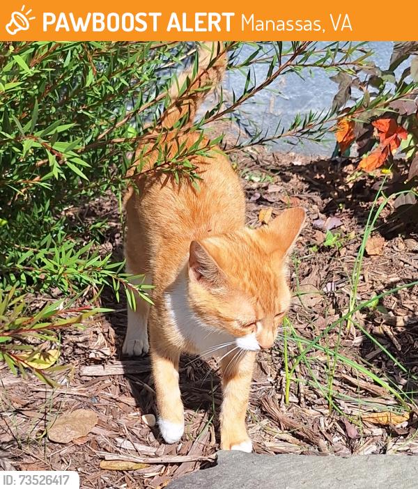 Found/Stray Unknown Cat last seen Rolling Road and Sudley Road, Manassas, VA 20110
