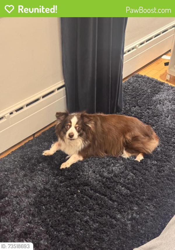 Reunited Female Dog last seen Vivian, Mont-Royal, QC H3P 2S2