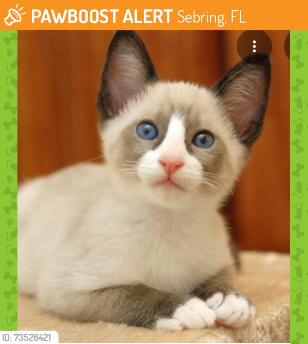 Found/Stray Unknown Cat last seen Youth Care Lane, Sebring, FL 33870