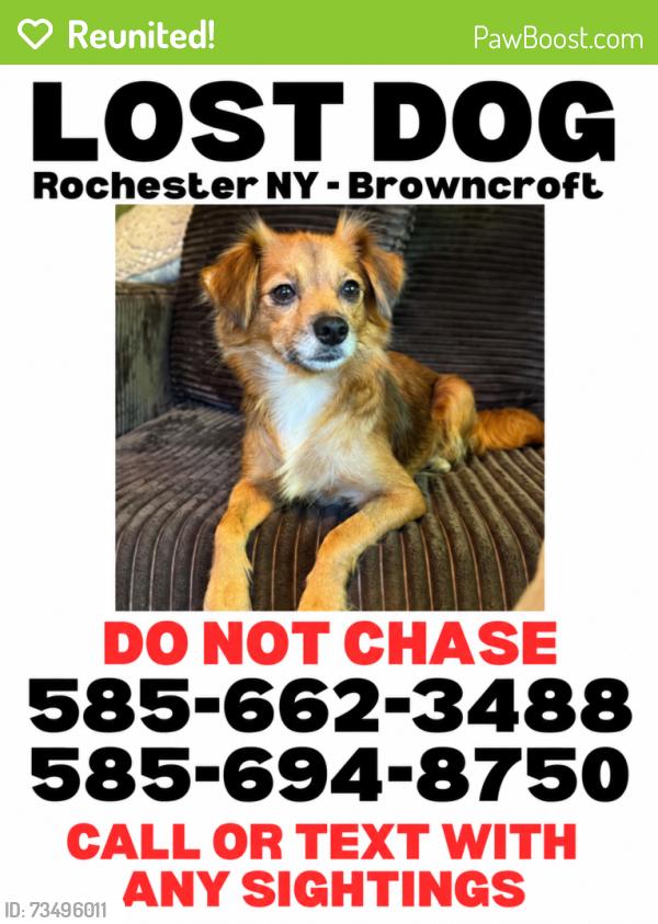 Reunited Female Dog last seen Browncroft/north winton village neighborhoods, Rochester, NY 14610