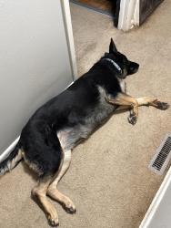 Lost Female Dog last seen Glendora Rd & Frazier Rd W, Columbus, OH 43207