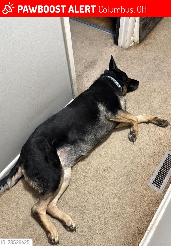 Lost Female Dog last seen Glendora Rd & Frazier Rd W, Columbus, OH 43207