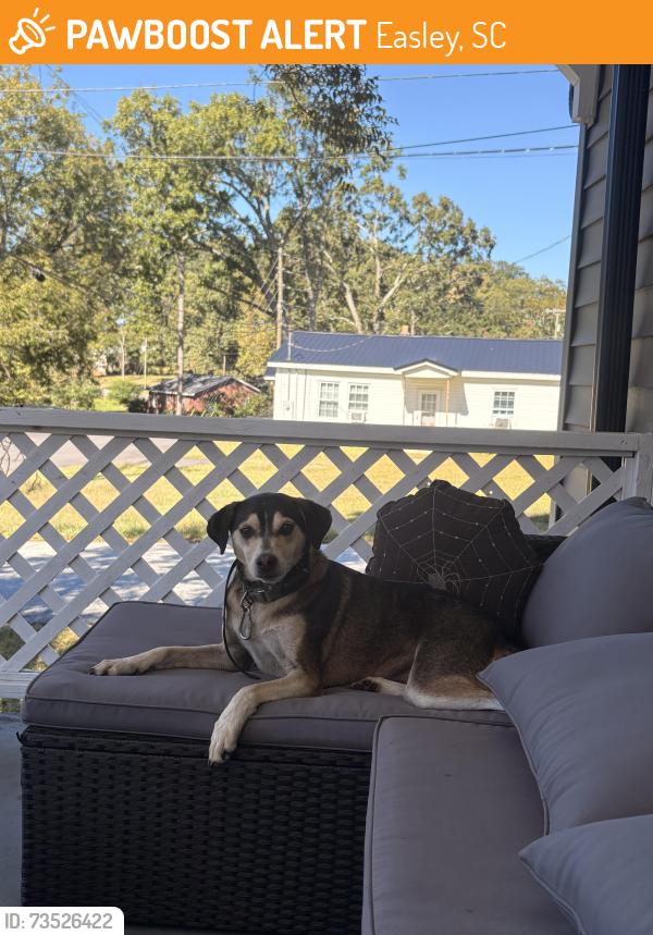 Found/Stray Female Dog last seen Cross st of Powell and Grant, Easley, SC 29640