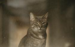 Reunited Female Cat last seen Edmondson and Shelley Street, Indianapolis, IN 46219