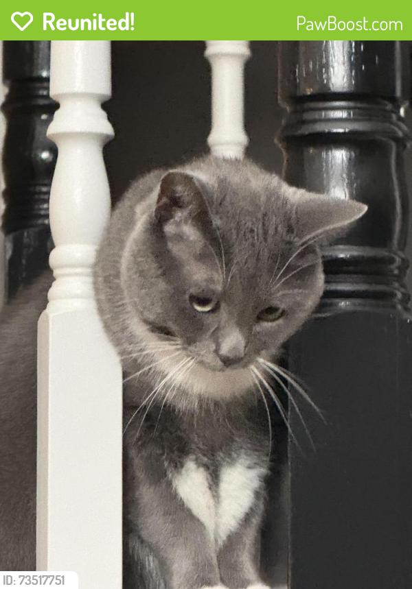 Reunited Male Cat last seen Sandringham Road, Calgary, AB T3K 3V8