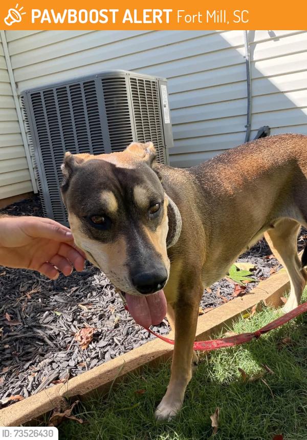 Found/Stray Female Dog last seen Regal Manor neighborhood, Star Light Dr. and AO Jones intersection, Fort Mill, SC 29715