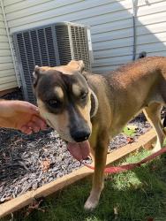 Found/Stray Female Dog last seen Regal Manor neighborhood, Star Light Dr. and AO Jones intersection, Fort Mill, SC 29715