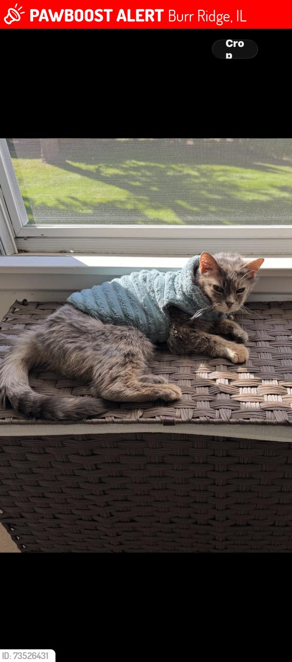 Lost Female Cat last seen 55th and county line, Burr Ridge, IL 60527