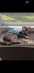Lost Female Cat last seen 55th and county line, Burr Ridge, IL 60527