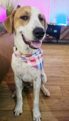 Lost Female Dog last seen Kohls, New Braunfels, TX 78130