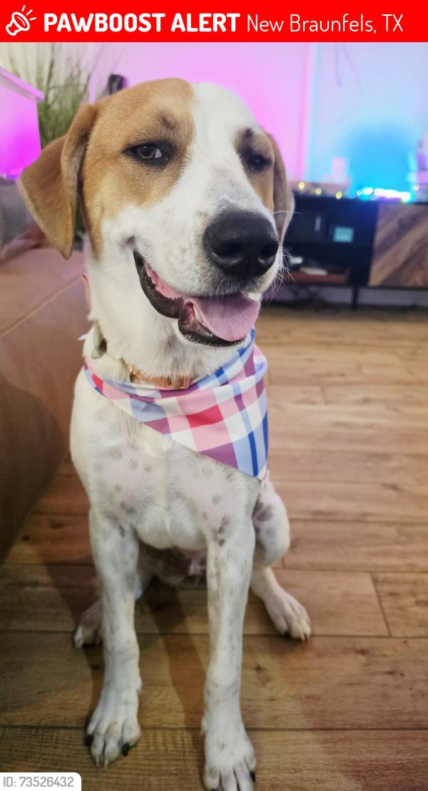 Lost Female Dog last seen Kohls, New Braunfels, TX 78130