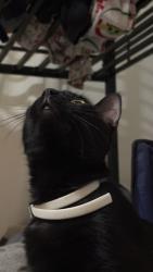 Lost Female Cat last seen Suncrest Dr., Brooksville, FL 34601