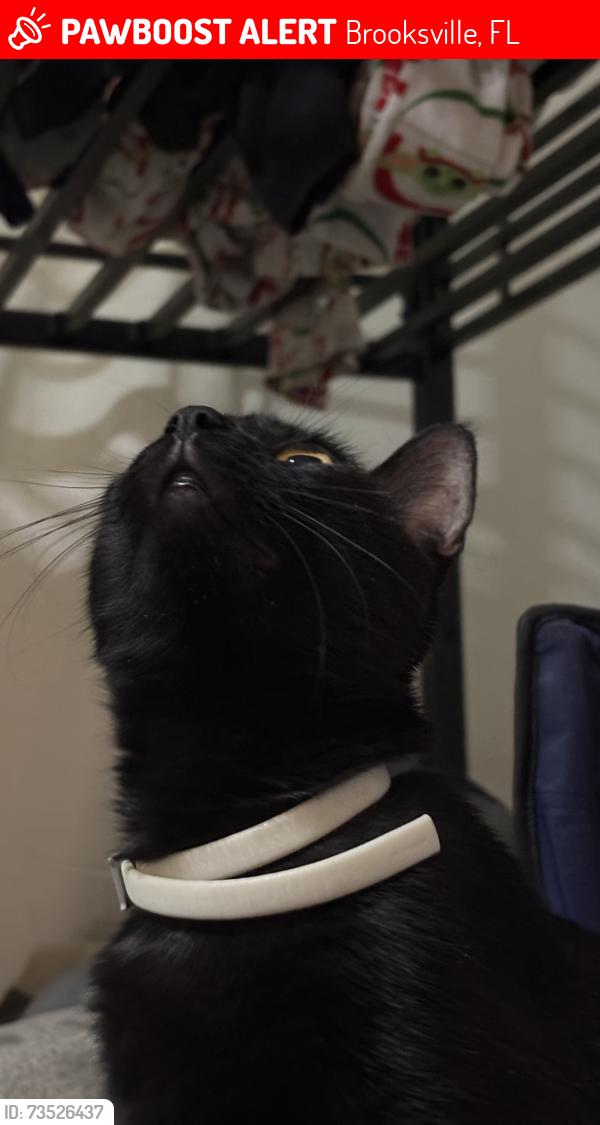 Lost Female Cat last seen Suncrest Dr., Brooksville, FL 34601