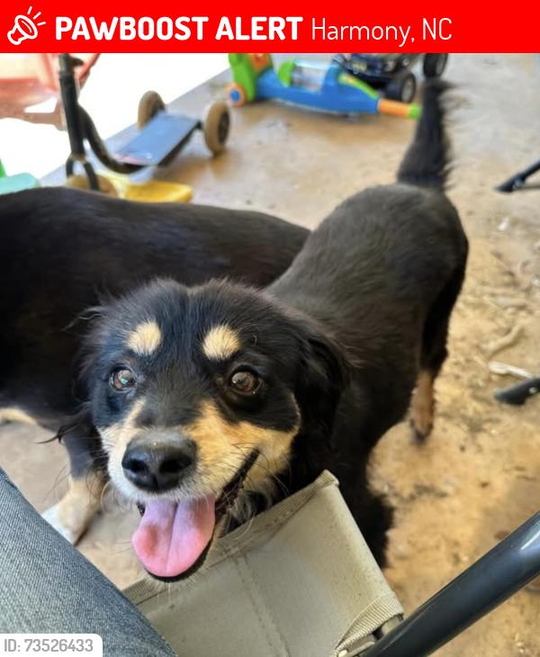 Lost Female Dog last seen Near Chief Thomas Rd, Harmony, NC 28634