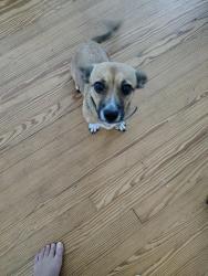 Found/Stray Male Dog last seen Webb Rd flea market, Salisbury, NC 28146