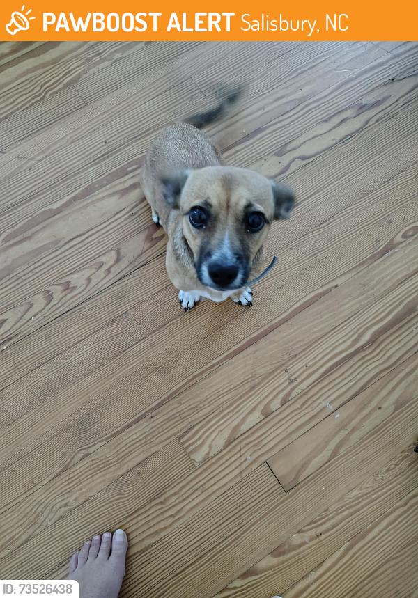 Found/Stray Male Dog last seen Webb Rd flea market, Salisbury, NC 28146