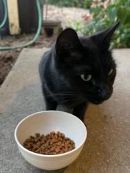 Found/Stray Male Cat last seen Comes to our front door, near baseline & 185th, Beaverton, OR 97003