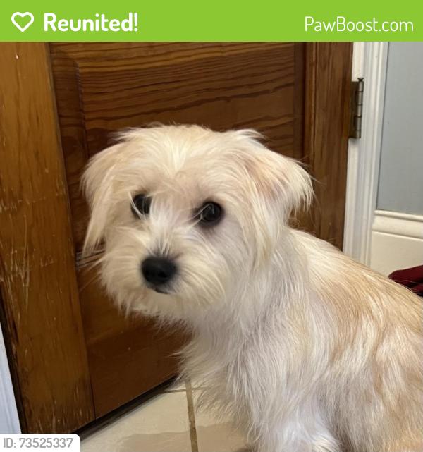 Reunited Male Dog last seen Keller Bend and Northshore, Knoxville, TN 37922