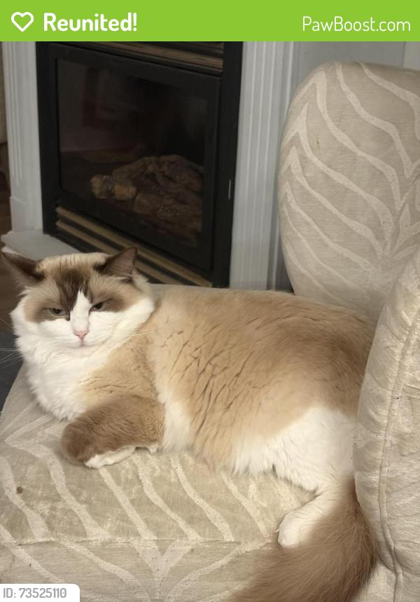 Reunited Female Cat last seen Near broad road Syracuse, Syracuse, NY 13215