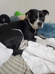 Lost Male Dog last seen 1333-A Jefferson Avenue Apt A, Orange Park, FL 32065
