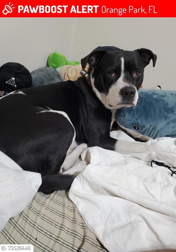 Lost Male Dog last seen 1333-A Jefferson Avenue Apt A, Orange Park, FL 32065