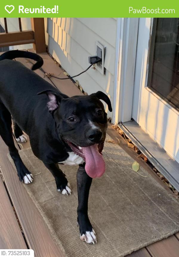 Reunited Male Dog last seen Cottage Grove, Cottage Grove, MN 55016