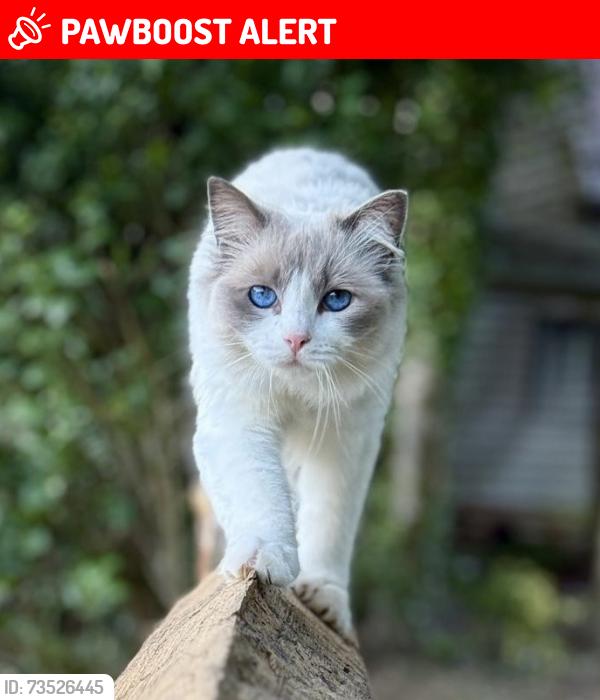 Lost Female Cat last seen Great Comp Garden, Kent, England TN15 8QS