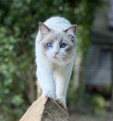 Lost Female Cat last seen Great Comp Garden, Kent, England TN15 8QS
