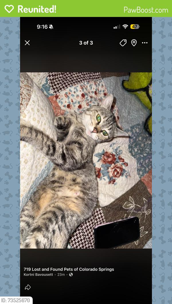 Reunited Female Cat last seen Colorado colkege, Colorado Springs, CO 80903