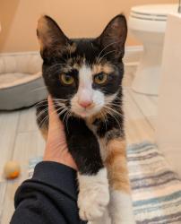 Reunited Female Cat last seen Providence Rd & Folger Dr, Charlotte, NC 28226