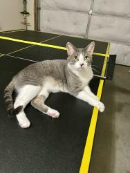 Lost Male Cat last seen Lighthouse Lane and Bridgton Place Drive, Winston-Salem, NC 27127