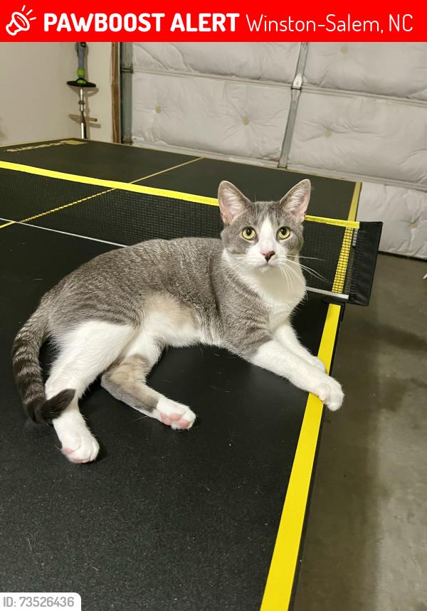 Lost Male Cat last seen Lighthouse Lane and Bridgton Place Drive, Winston-Salem, NC 27127