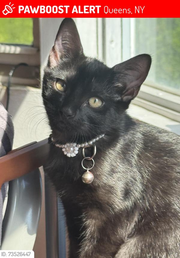 Lost Female Cat last seen wexford terrace, Queens, NY 11423