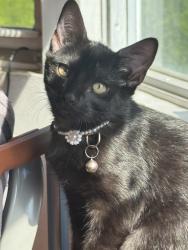 Lost Female Cat last seen wexford terrace, Queens, NY 11423