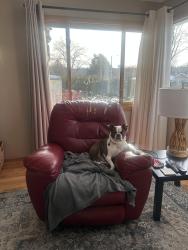Lost Male Dog last seen Cleveland, West Allis, WI 53227
