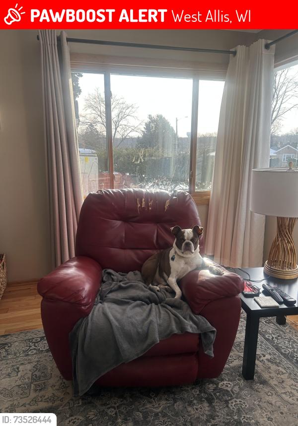 Lost Male Dog last seen Cleveland, West Allis, WI 53227