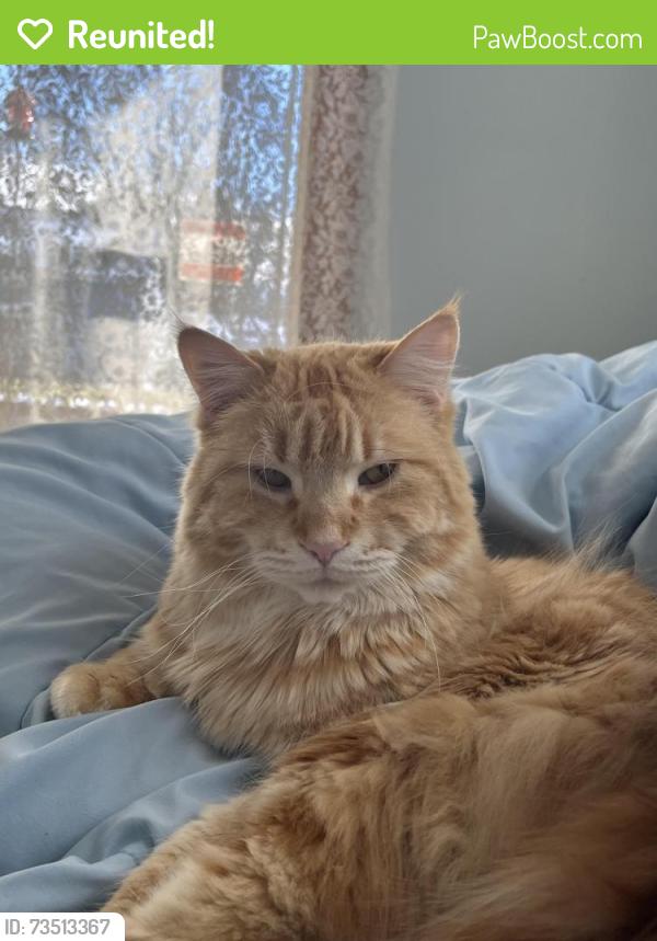 Reunited Male Cat last seen State street, Appleton, WI 54911