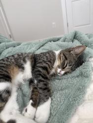 Lost Male Cat last seen Lockwood dr near bluffton middle school, Bluffton, SC 29910