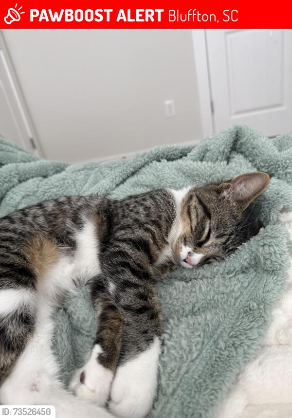 Lost Male Cat last seen Lockwood dr near bluffton middle school, Bluffton, SC 29910