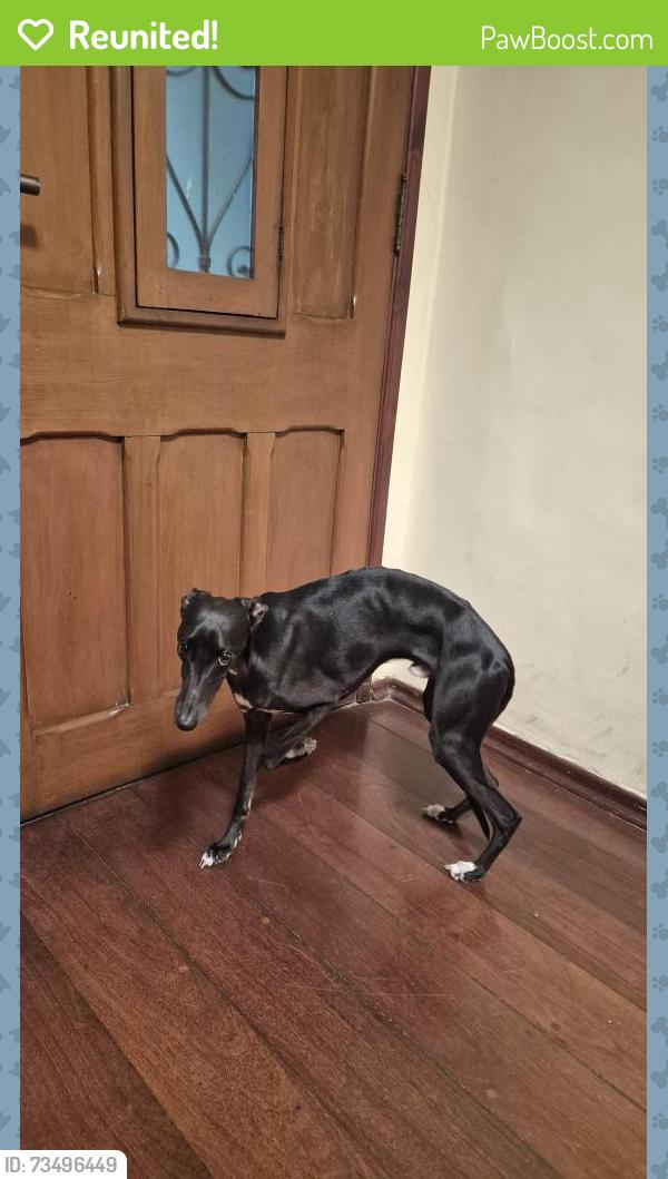 Reunited Male Dog last seen Perto do natural da terra, Vila Nova Conceição, SP 04535-050