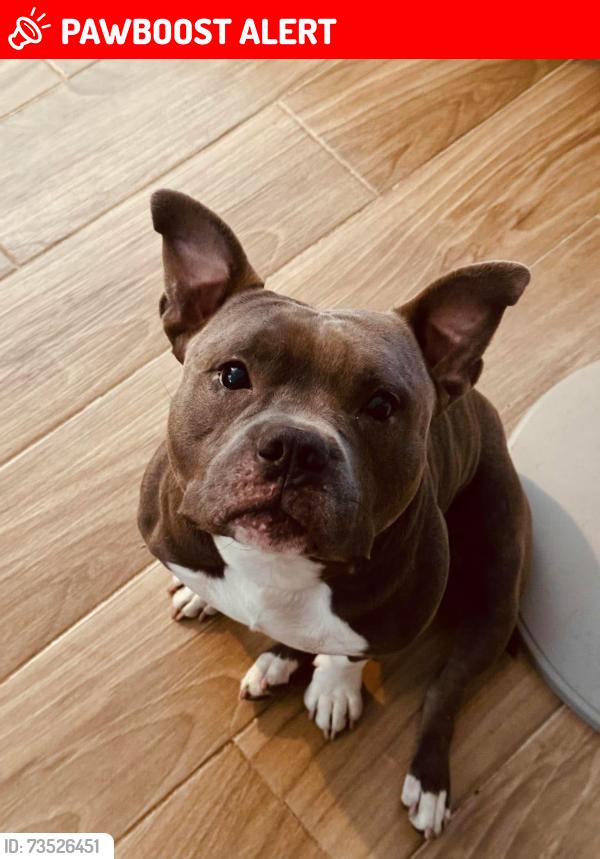 Lost Male Dog last seen Belvedere Rd and Florida Mango, West Palm Beach, FL 33405