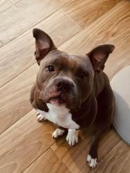 Lost Male Dog last seen Belvedere Rd and Florida Mango, West Palm Beach, FL 33405