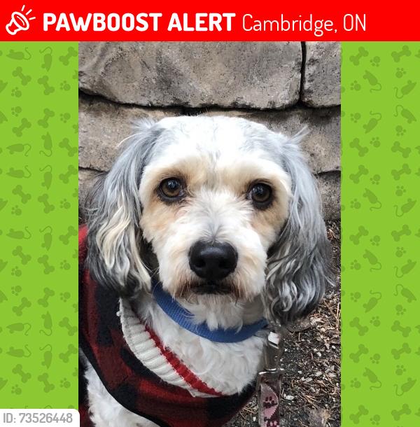Lost Male Dog last seen Food Basics in Hespeler, Cambridge, ON 