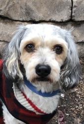 Lost Male Dog last seen Food Basics in Hespeler, Cambridge, ON 