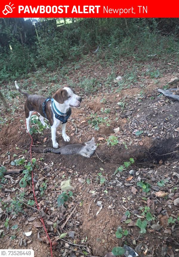 Lost Male Dog last seen Red hill rd, Newport, TN 37821