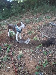 Lost Male Dog last seen Red hill rd, Newport, TN 37821