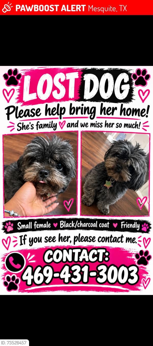 Lost Female Dog last seen Austin st in Mesquite, Mesquite, TX 75149